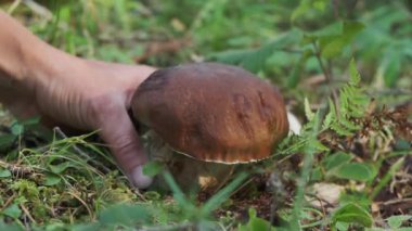 Porcini mantarı toplayan kadınların ellerini kapat. Elleri domuz mantarı büküyor. Mantar toplayıcısı buldu. Yaz ormanlarında taze mantar. Hobi ve doğa kavramı. Karpatlar.