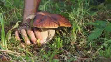 Porcini mantarı toplama mevsimi. Elim Porcini mantarını koparıyor. Yaz ormanında taze boletus mantarı. Ormanda büyük, güzel bir porcini mantarı toplarken çekilen görüntüleri kapat..
