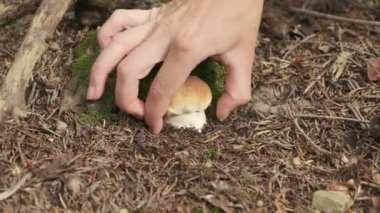 Porcini mantarı toplayan kadınların ellerini kapat. Elleri domuz mantarı büküyor. Mantar toplayıcısı buldu. Yaz ormanlarında taze mantar. Hobi ve doğa kavramı. Karpatlar.