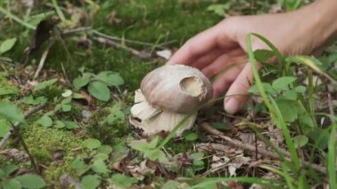 Porcini mantarı toplayan kadınların ellerini kapat. Elleri domuz mantarı büküyor. Mantar toplayıcısı buldu. Yaz ormanlarında taze mantar. Hobi ve doğa kavramı. Karpatlar.