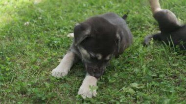 İki sevimli bebek siyah köpek, köpek yavruları parkta oynuyorlar. Evcil hayvanlar, arkadaşlar. Dışarıda köpeklerle dolaşıyorlar..