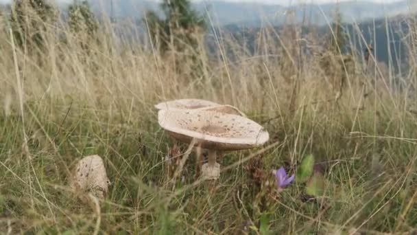 大豆科植物的过程 在战场上捡蘑菇 Mushrooming 香菇在绿草中生长 赏心悦目的蘑菇猎手 — 图库视频影像