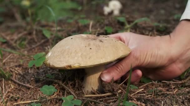 Porcini Mushrooms Concept Est Saison Collecte Des Cepes Champignons Porcini — Video