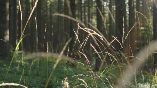 Close Green Grass Forest Footage Lush Green Grass Amidst Dense — Stock Video