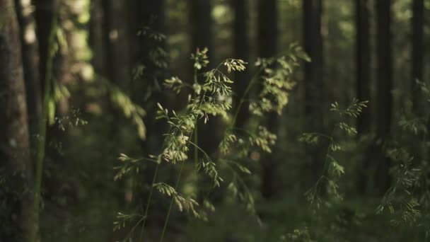 Primer Plano Hierba Verde Bosque Filmación Exuberante Hierba Verde Medio — Vídeos de Stock