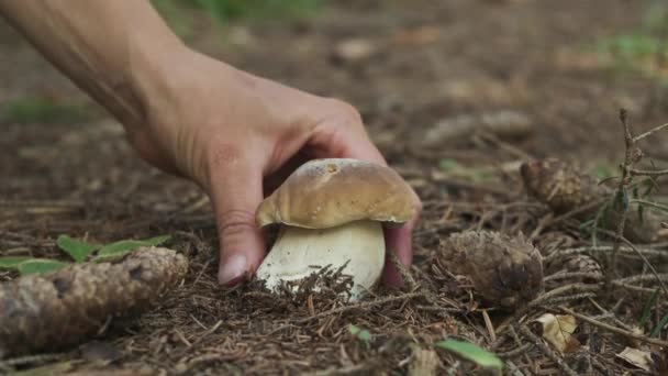Close Mãos Mulher Reunindo Cogumelos Porcini Mãos Torcendo Cogumelos Porcini — Vídeo de Stock