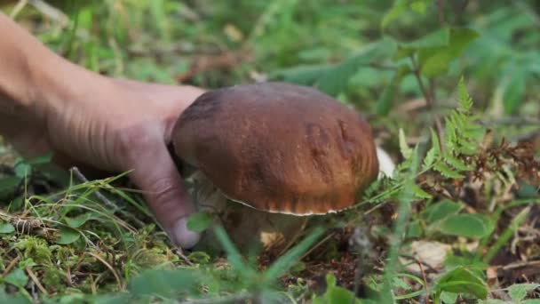 포시니 버섯을 모으는 여자의 닫습니다 포시니 버섯을 뒤트는 피커의 숲에서 — 비디오