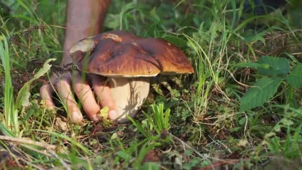 采摘香菇的季节 手正在撕碎一个Porcini蘑菇 夏天森林里新鲜的蘑菇 在森林中采摘美丽的大蘑菇的特写镜头 — 图库视频影像