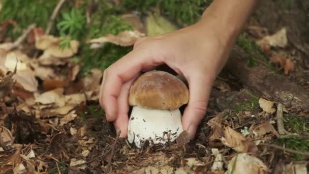 将采集香菇的妇女的双手合拢起来 手扭着香菇 蘑菇采摘者的发现 夏日森林里新鲜的抱子菇 喜庆与自然观念 喀尔巴阡山脉 — 图库视频影像