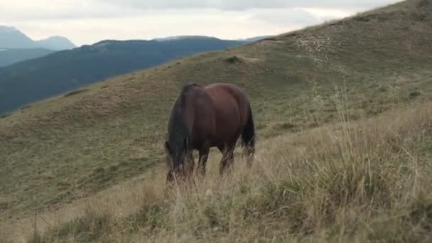 马在青草上吃草 马在山地环境中吃草 美丽的棕色马映衬着山水的背景 — 图库视频影像