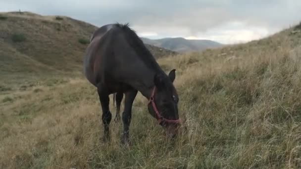马在青草上吃草 马在山地环境中吃草 美丽的棕色马映衬着山水的背景 — 图库视频影像