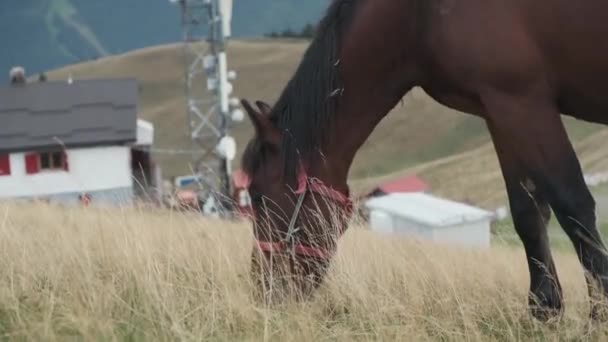 Horse Grazing Green Grass Horse Grazing Mountain Environment Beautiful Brown — Stock Video