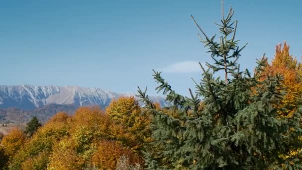 Schöner Baum Mit Gelben Blättern Herbstwald Bunt Fallende Herbstblätter Goldener — Stockvideo