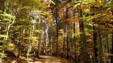 Drone sonbahar ormanında uçuyor. Sonbahar ormanında sarı yapraklı güzel bir ağaç. Renkli sonbahar yaprakları. Park ormanındaki sonbahar yeşilliklerinin manzarası. Rüzgarda hışırdayan yapraklar.