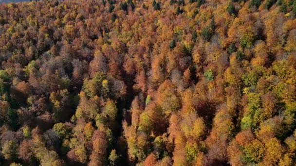 Filmato Aereo Drone Della Foresta Carpatica Autunnale Con Vista Sul — Video Stock