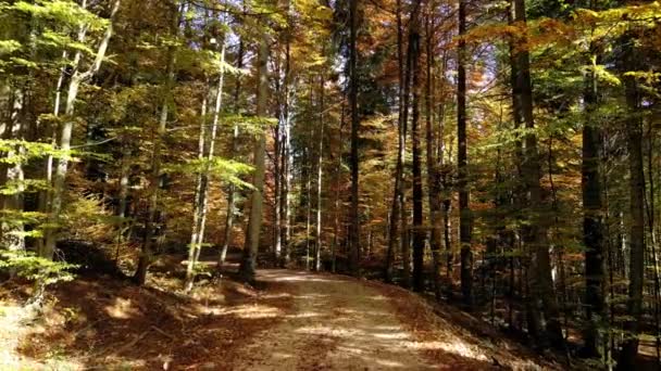 秋の森を飛行するドローン 秋の森で黄色い葉が付いている美しい木 カラフルな秋の葉 公園の森の紅葉を眺める 風に錆びている葉 — ストック動画