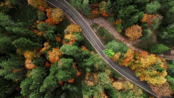 ルーマニアの山岳道路の航空無人機の映像 蛇道のトップビュー 秋の山で信じられないほどの蛇 — ストック動画