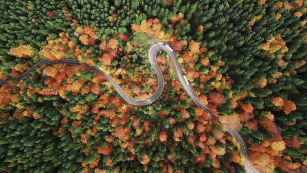 Draufsicht Über Kurvenreiche Straße Herbst Serpentinenstraße Den Bergen Herbstlandschaft Unglaubliche — Stockvideo
