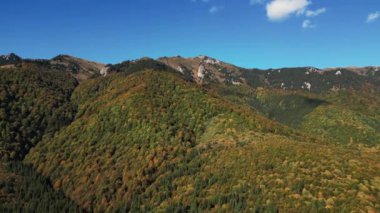 Kırmızı ve sarı sonbahar ağaçlarının hava görüntüleri. Gündüz vakti renkli sonbahar ormanı. Sonbahar dağ manzarası. Dağlık kırsal bölgede çarpıcı renkler düşüyor. Karpatlar dağları. Romanya.
