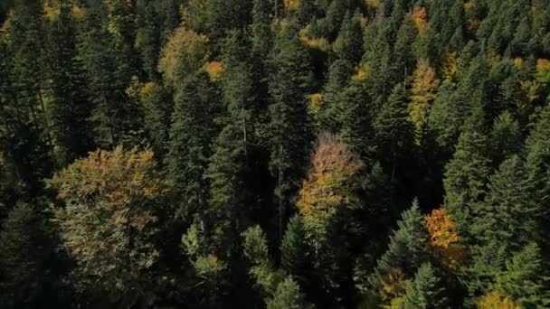 Drone Che Sorvola Una Foresta Carpatica Autunnale Con Vista Sul — Video Stock