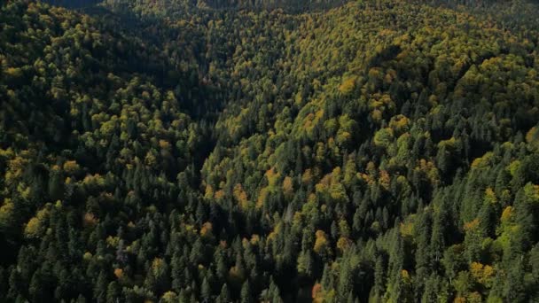 Drone Volando Sobre Bosque Los Cárpatos Otoño Con Vistas Parque — Vídeos de Stock