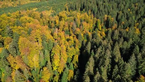 Воздушный Дрон Снимает Красоту Осени Горах Золотыми Деревьями Установленными Фоне — стоковое видео