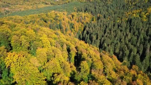 Эпический Полет Над Осенними Горами Желтые Зеленые Осенние Деревья Потрясающие — стоковое видео