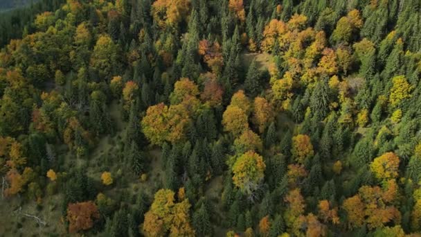 Drohnenaufnahmen Von Herbstlichen Berglandschaften Mit Buntem Laub Goldene Und Rote — Stockvideo