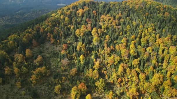 Съемки Беспилотника Золотыми Красными Листьями Зеленые Сосны Покрывающие Вид Скалистых — стоковое видео