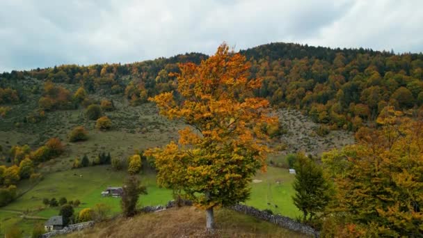 빨간색 노란색 나무의 카르파티아 산맥의 화려한 다채로운 자연입니다 루마니아의 팔레트 — 비디오