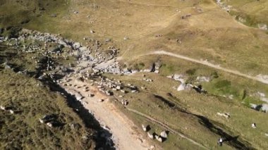 Dağda otlayan bir koyun sürüsünün insansız hava aracı görüntüleri. Koyun sürüsü sonbahar otlağında koşar. Hayvanlar yüksek sıradağların arasından geçen çimenli çayırlarda otlarlar. Bucegi Dağları, Romanya.