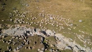 Dağ manzarasında koyun sürüsü. Transbucegi yolunun etrafındaki dağlarda koyun otlatıyorlar. Bucegi Doğal Parkı