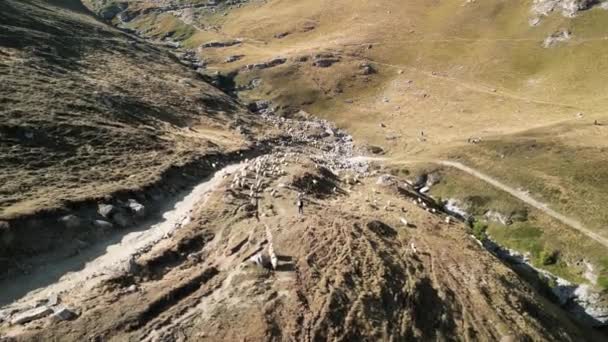 Flygdrönare Bilder Flock Får Promenader Bergssluttningen Utforska Hög Passage View — Stockvideo