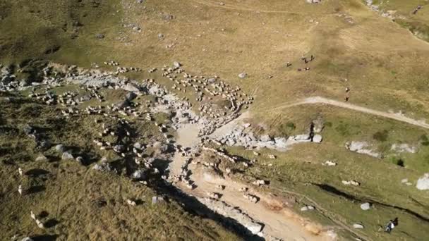 Nagranie Dronów Lotniczych Owiec Górskich Wzgórzach Stado Białych Owiec Pasących — Wideo stockowe