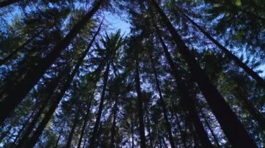 Ormandaki ağaçların arasından uçan bir dron. Düşük açılı çekim. Akşamüstü güneşli yemyeşil ağaçların dipten görünüşü. Ormanda büyük yeşil ağaçlarla yürüyorum.