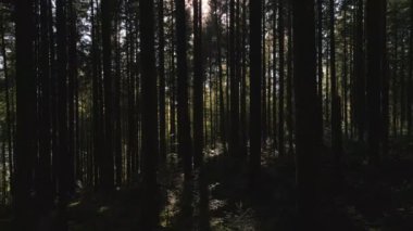 Gün batımında Karpatlar arasında insansız hava aracı uçuşu. Gün batımında Karpat Çamları 'nda hava yolculuğu.