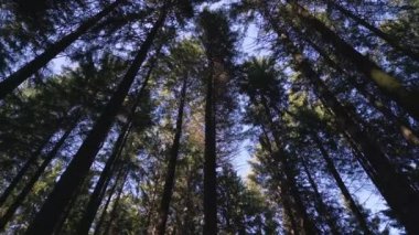 Ormandaki ağaçların arasından uçuyor. Düşük açılı çekim. Akşamüstü güneşli yemyeşil ağaçların dipten görünüşü. Ormanda büyük yeşil ağaçlarla yürüyorum.