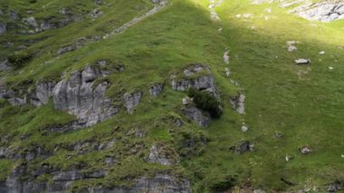 Çimenli ve kayalık yamaçtaki dağ keçilerinin insansız hava aracı görüntüleri. Bir dağ keçisi sürüsü kayalıklara tırmanıyor. Doğal ortamda vahşi hayvan sürüsü. Bucegi Doğal Parkı, Romanya. Karpatlar..
