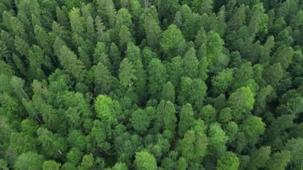 Drone Sorvola Una Verde Foresta Carpatica Con Vista Sul Parco — Video Stock