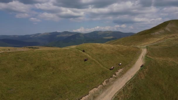 Widok Powietrza Koni Górach Zwierzęta Gospodarskie Zielonej Trawie Mount Hill — Wideo stockowe