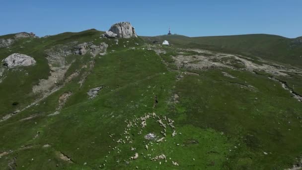Widok Powietrza Stado Owiec Domowych Piękna Zielona Dolina Otoczona Pięknymi — Wideo stockowe