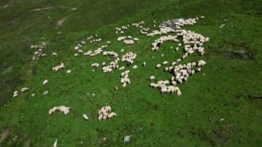 Dağ tepelerindeki koyunların hava manzarası. Yeşil bir arazide otlayan beyaz koyun sürüsü.