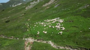 Dağ tepelerindeki koyunların hava manzarası. Yeşil bir arazide otlayan beyaz koyun sürüsü.
