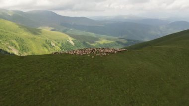 Dağlardaki koyun sürülerinin havadan görünüşü. Yeşil çayırlarda otlayan koyun ve kuzu sürüsü.