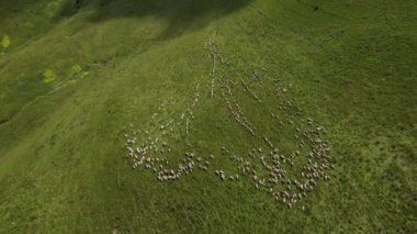 Dağlardaki koyun sürülerinin havadan görünüşü. Otlakta ilerleyen bir koyun sürüsü..