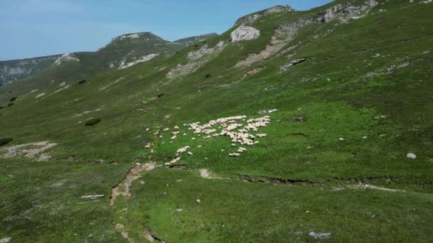 Widok Lotu Ptaka Wzgórza Górskie Stado Owiec Poruszających Się Przodu — Wideo stockowe