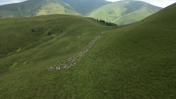 Widok Lotu Ptaka Owiec Wzgórzach Górach Stado Owiec Jagniąt Wypasanych — Wideo stockowe