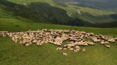 Dağlardaki koyun sürüsünün havadan görünüşü.