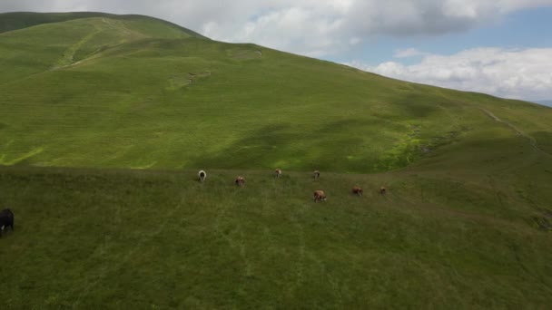 Images Aériennes Vaches Troupeau Dans Les Montagnes Survoler Les Vaches — Video