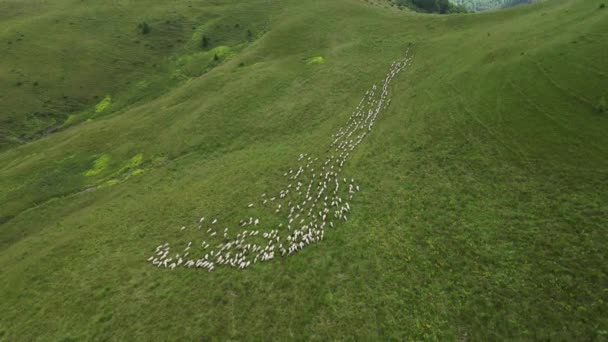 Widok Lotu Ptaka Owiec Wzgórzach Górach Stado Owiec Poruszających Się — Wideo stockowe